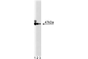 Western Blotting (WB) image for anti-Neutrophil Cytosol Factor 1 (NCF1) (AA 18-197) antibody (ABIN967919) (NCF1 antibody  (AA 18-197))