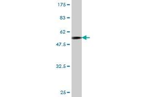 Western Blot detection against Immunogen (55. (JAM2 antibody  (AA 29-298))