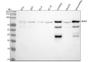 anti-MMUT antibody
