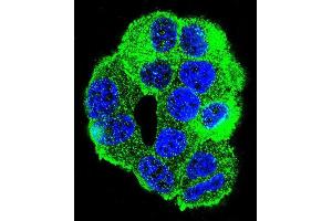 Confocal immunofluorescent analysis of WDR27 Antibody (N-term) with MCF-7 cell followed by Alexa Fluor 488-conjugated goat anti-rabbit lgG (green). (WDR27 antibody  (N-Term))