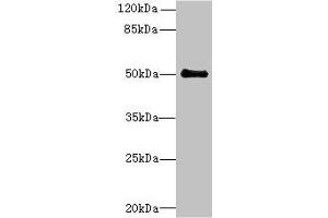 Western blot All lanes: IFI44 antibody at 6 μg/mL + Mouse lung tissue Secondary Goat polyclonal to rabbit IgG at 1/10000 dilution Predicted band size: 51, 15 kDa Observed band size: 51 kDa (IFI44 antibody  (AA 101-300))