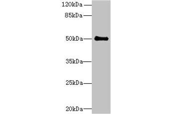 IFI44 Antikörper  (AA 101-300)