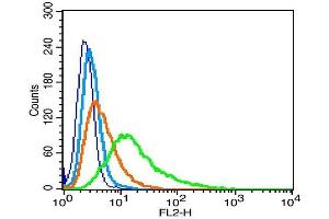 Rat RSC96 cells probed with Nephrin Polyclonal Antibody, Unconjugated  (green) at 1:100 for 30 minutes followed by a PE conjugated secondary antibody compared to unstained cells (blue), secondary only (light blue), and isotype control (orange). (Nephrin antibody  (AA 451-550))