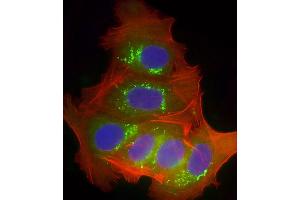 Immunofluorescent analysis of 4 % paraformaldehyde-fixed, 0. (CYP2B6 antibody  (AA 235-263))