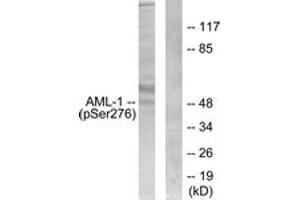 Western blot analysis of extracts from Jurkat cells, using AML1 (Phospho-Ser276) Antibody. (RUNX1 antibody  (pSer249))