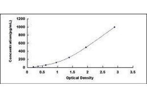 ELISA image for L1 Cell Adhesion Molecule (L1CAM) ELISA Kit (ABIN6720565)