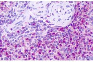 Anti-Neurokinin 1 Receptor / NK1R antibody IHC staining of human spleen. (TACR1 antibody  (C-Term))