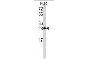 Western blot analysis of Latexin Antibody in HL60 cell line lysates (35ug/lane) (Latexin antibody  (N-Term))