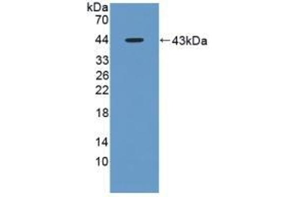 GOT1 anticorps  (AA 1-413)