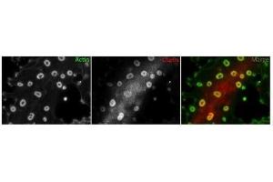 USP9X antibody used at a dilution of 1:50 to detect 3T3 cells. (USP9X antibody  (C-Term))