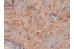 DDAH2 antibody  (AA 31-265)