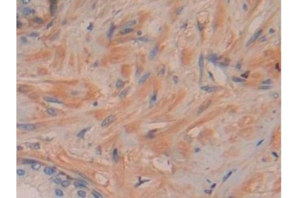 DDAH2 antibody  (AA 31-265)