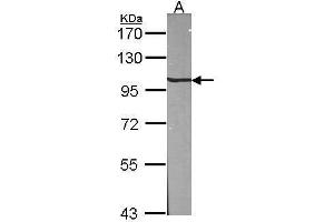 WB Image Sample (30 ug of whole cell lysate) A:NIH-3T3 7. (AP2B1 antibody  (Internal Region))
