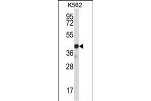 Western blot analysis in K562 cell line lysates (35ug/lane). (SP6 antibody  (AA 196-225))