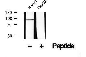Western blot analysis of extracts of HepG2 cells, using Phospho-Calnexin(Ser564) Antibody. (Calnexin antibody  (pSer564))