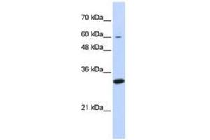 Image no. 1 for anti-Leucine Rich Repeat Containing 57 (LRRC57) (N-Term) antibody (ABIN6741353)
