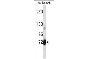 Western blot analysis in mouse heart tissue lysates (35ug/lane). (PLK2 antibody  (AA 354-382))