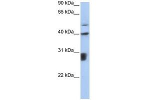 LOC652825 antibody used at 1 ug/ml to detect target protein. (LOC652825 (Middle Region) antibody)