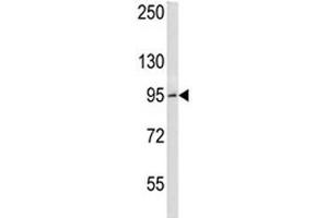 BCL6 antibody western blot analysis in HeLa lysate. (BCL6 antibody  (AA 676-704))