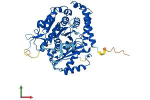 AlphaFold protein structure predicition of Human Recombinant TUBA1B Protein, UniprotID P68363