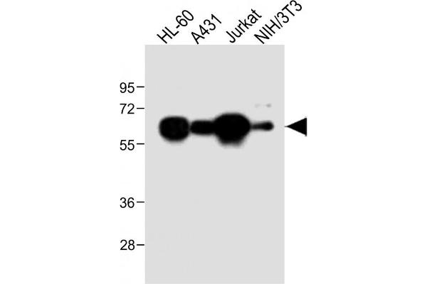 METTL14 antibody  (AA 2-36)