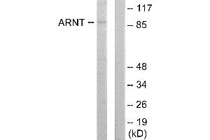 Western blot analysis of extracts from HepG2 cells, using ARNT antibody. (ARNT antibody)