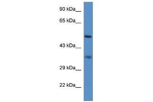 Western Blot showing Pxmp3 antibody used at a concentration of 1. (PEX2 antibody  (N-Term))
