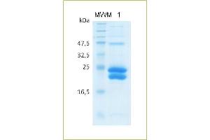 SDS-PAGE analysis of recombinant sRANKL. (RANKL Protein (AA 70-244))