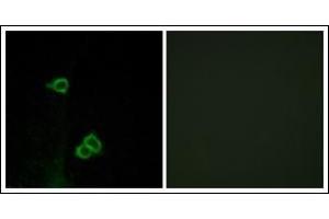 Immunofluorescence analysis of COS7 cells, using CXCR7 Antibody. (CXCR7 antibody  (C-Term))
