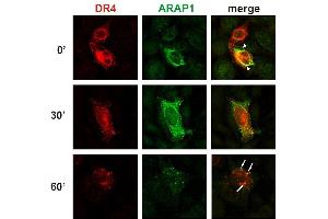 ARAP1 antibody  (AA 1190-1450)