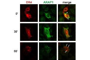 Colocalization of ARAP1 with DR4 at the plasma membrane and in early endosomes. (ARAP1 antibody  (AA 1190-1450))