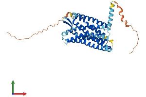 AlphaFold protein structure predicition of Human Recombinant CCR8 Protein, UniprotID P51685