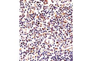 Antibody staining LAG3 in human thymus tissue sections by Immunohistochemistry (IHC-P - paraformaldehyde-fixed, paraffin-embedded sections). (LAG3 antibody  (AA 103-132))