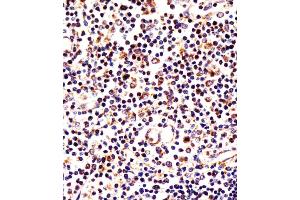 Antibody staining LAG3 in human thymus tissue sections by Immunohistochemistry (IHC-P - paraformaldehyde-fixed, paraffin-embedded sections).