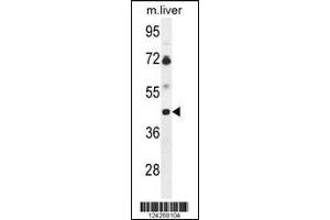 Western blot analysis of B3GNT5 Antibody in mouse liver tissue lysates (35ug/lane) (B3GNT5 antibody  (AA 118-145))