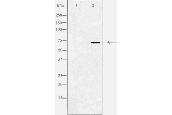 KCND1 antibody  (C-Term)