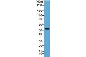 Western blot of human Jurkat lysate using recombinant Cyclin B1 antibody at 1:1000. (Recombinant Cyclin B1 antibody)