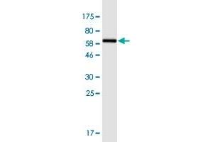 Western Blot detection against Immunogen (67. (PPID antibody  (AA 1-370))