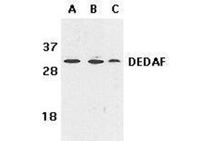 Immunohistochemical staining of DEDAF in mouse liver tissue with DEDAF antibody at 10μg/ml. (RYBP antibody)