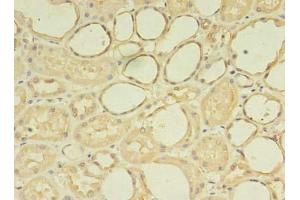 Immunohistochemistry of paraffin-embedded human kidney tissue using ABIN7176113 at dilution of 1:100 (ZNF133 antibody  (AA 1-210))