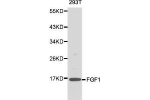 Western blot analysis of 293T cell lysate using FGF1 antibody. (FGF1 antibody  (AA 16-155))