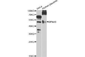 Western blot analysis of extracts of various cell lines, using DFNA5 Antibody.