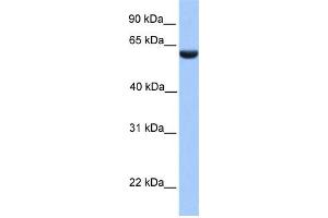 WB Suggested Anti-PHF1 Antibody Titration:  0. (PHF1 antibody  (N-Term))