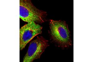 Immunofluorescence (IF) image for anti-alpha-2-HS-Glycoprotein (AHSG) (AA 247-276), (C-Term) antibody (ABIN654065)