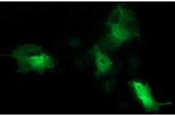 CDC123 antibody