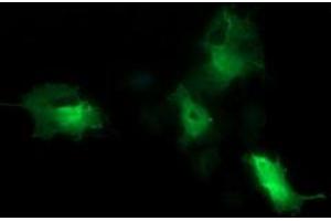 Image no. 5 for anti-Cell Division Cycle 123 Homolog (CDC123) antibody (ABIN1497389)