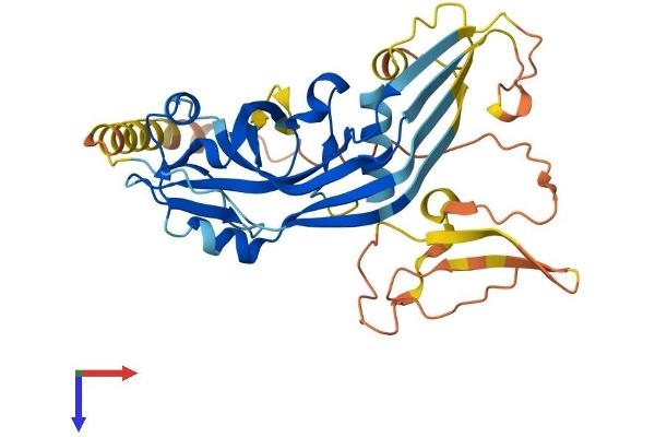 Pejvakin Protein (AA 1-352) (His tag)