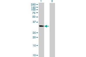 Western Blot analysis of NT5C3 expression in transfected 293T cell line by NT5C3 MaxPab polyclonal antibody. (NT5C3 antibody  (AA 1-286))