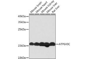 ATP6V0C antibody  (AA 1-100)