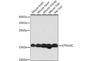 Western blot analysis of extracts of various cell lines, using V0C Rabbit pAb  at 1:1000 dilution. (ATP6V0C antibody  (AA 1-100))